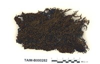 藏品(日本簑苔)的圖片